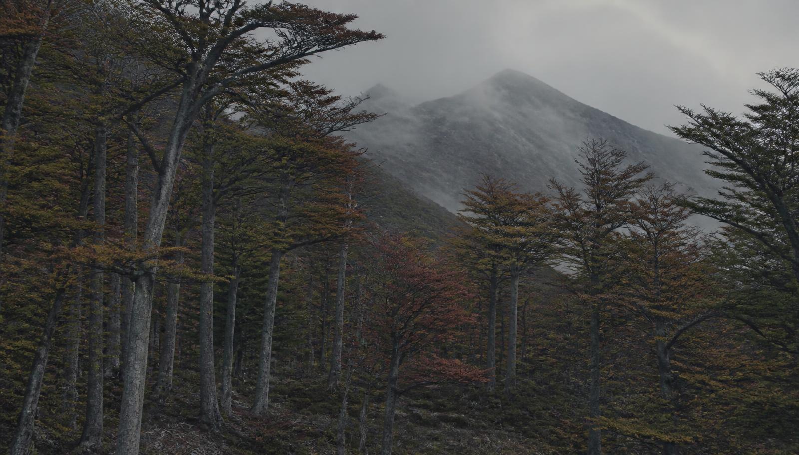 Bosque de lenga en Tierra del Fuego